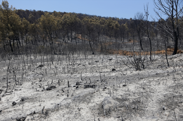 Milas-Bodrum karayolu havalimanı kavşağında çıkan orman yangınının faili yakalandı