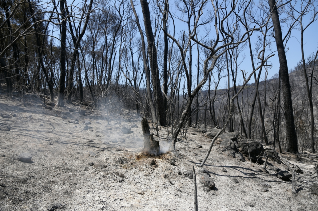 Milas-Bodrum karayolu havalimanı kavşağında çıkan orman yangınının faili yakalandı