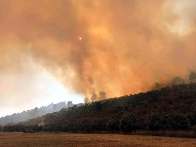 Milas-Bodrum karayolu Havalimanı kavşağında çıkan orman yangınının faili yakalandı