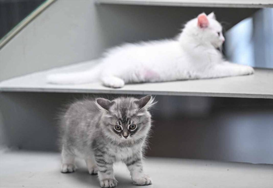 Sevimli yavru kediler kendine hayran bırakıyor 15