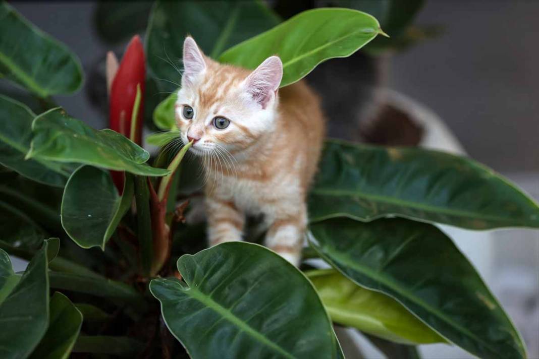 Sevimli yavru kediler kendine hayran bırakıyor 44