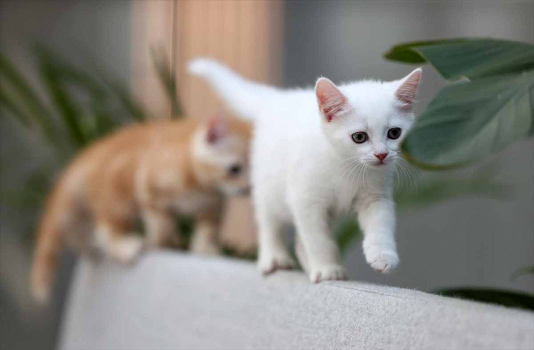 Sevimli yavru kediler kendine hayran bırakıyor 41