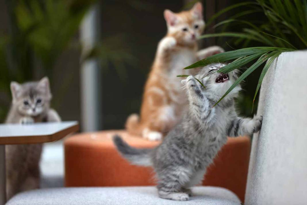 Sevimli yavru kediler kendine hayran bırakıyor 36