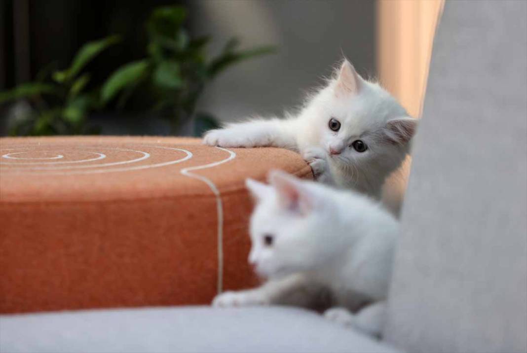 Sevimli yavru kediler kendine hayran bırakıyor 43