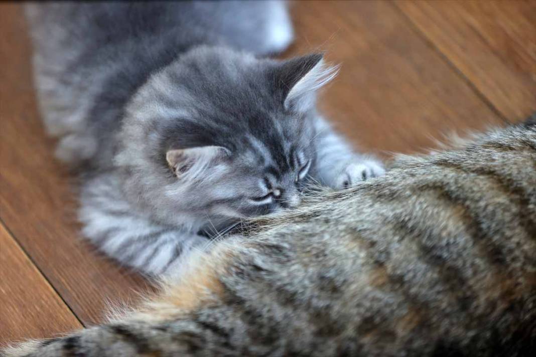 Sevimli yavru kediler kendine hayran bırakıyor 55