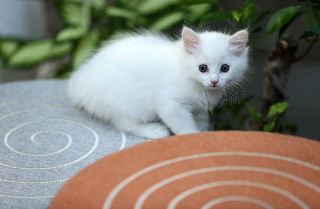 Sevimli yavru kediler kendine hayran bırakıyor 65