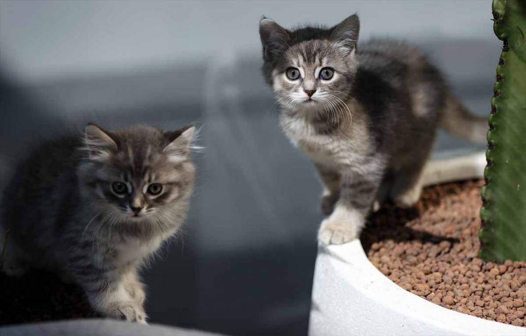 Sevimli yavru kediler kendine hayran bırakıyor 64