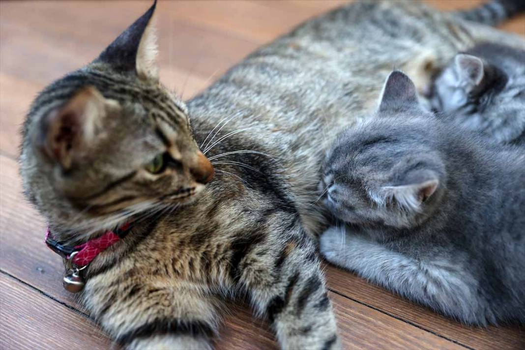 Sevimli yavru kediler kendine hayran bırakıyor 61