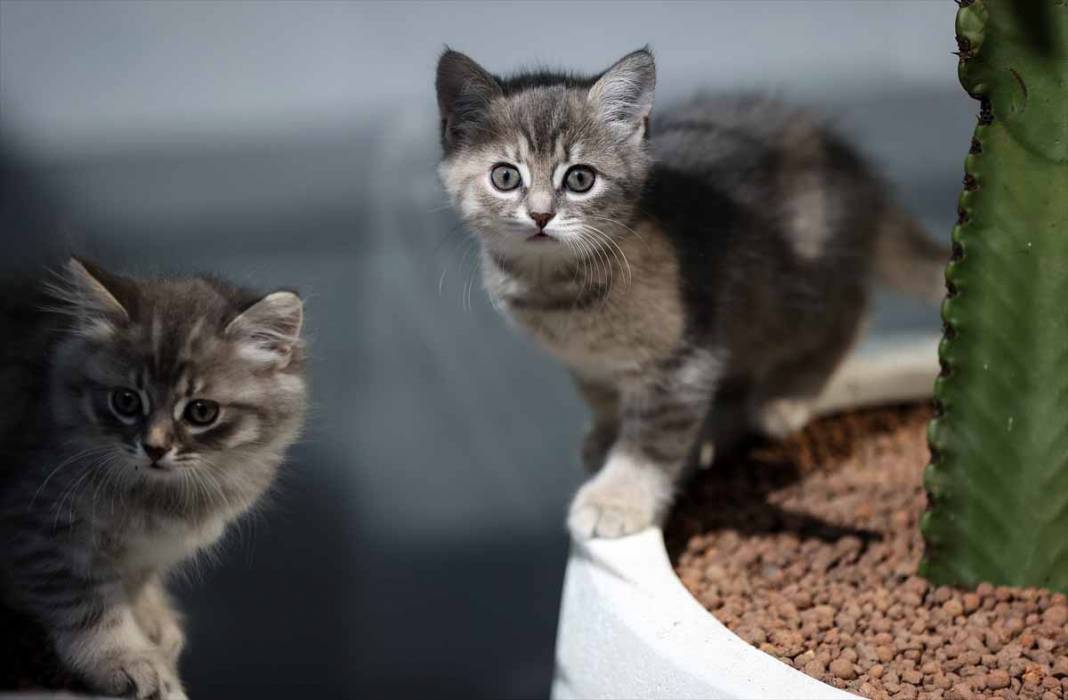 Sevimli yavru kediler kendine hayran bırakıyor 63